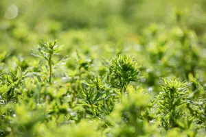 Potentilla frut. 'Bella Sol' - LINERS 28 CEL TRAY P9 SIZE - image 2