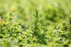 Potentilla frut. 'Bella Sol' - LINERS 28 CEL TRAY P9 SIZE - image 3