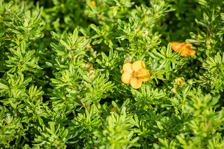 Potentilla frut. 'Bella Sol' - 30-40 CM C3.5 - image 4