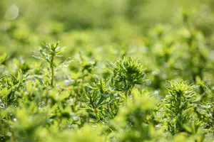 Potentilla frut. 'Bella Sol' - 25-30 CM C3 - image 2