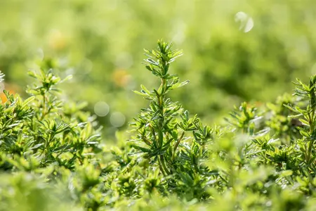 Potentilla frut. 'Bella Sol' - 25-30 CM C3 - image 3