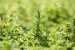 Potentilla frut. 'Bella Sol' - 25-30 CM C3 - image 3