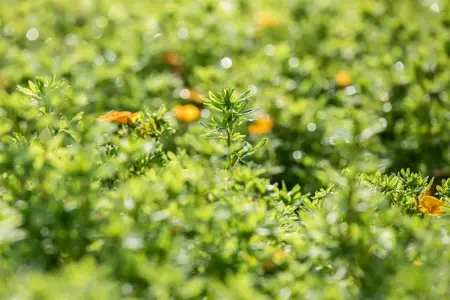 Potentilla frut. 'Bella Sol' - 1.5 Ltr pot - image 1