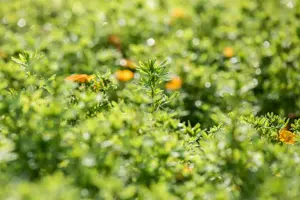 Potentilla frut. 'Bella Sol'