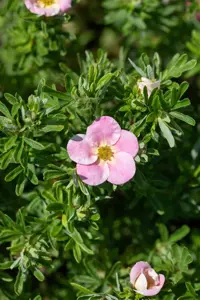 Potentilla frut. 'Bellisima' - 1.5 Ltr pot - image 4