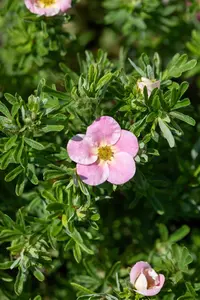 Potentilla frut. 'Bellisima' - P9 - image 3