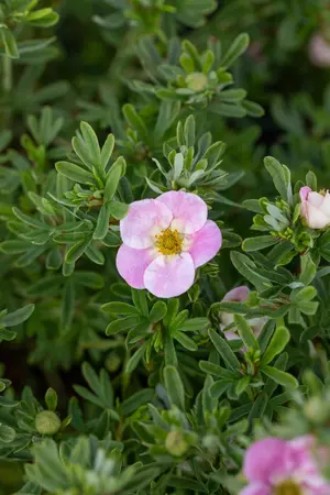 Potentilla frut. 'Bellisima' - P9 - image 5