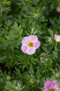 Potentilla frut. 'Bellisima' - 30-40 CM C3.5 - image 5