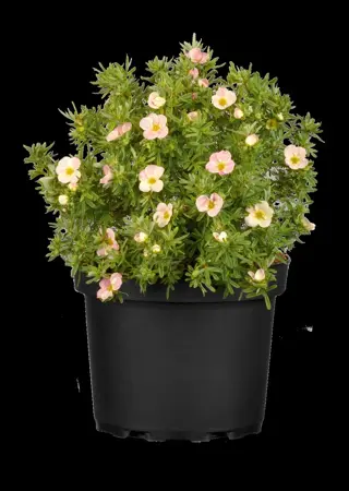 Potentilla frut. 'Bellisima' - 1.5 Ltr pot - image 2