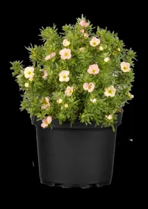 Potentilla frut. 'Bellisima' - 1.5 Ltr pot - image 2