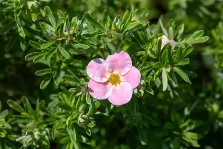 Potentilla frut. 'Bellisima' - 1.5 Ltr pot - image 3