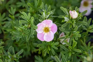 Potentilla frut. 'Bellisima' - 1.5 Ltr pot - image 5