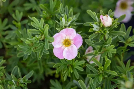Potentilla frut. 'Bellisima' - 3 Ltr pot - image 5