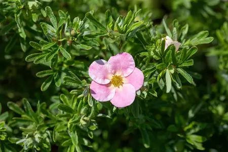 Potentilla frut. 'Bellisima' - 25-30 CM C3 - image 2