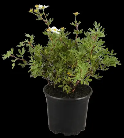 Potentilla frut. creme - 1.5 Ltr pot - image 3