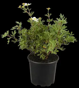 Potentilla frut. creme - 1.5 Ltr pot - image 3