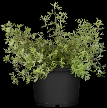 Potentilla frut. creme - 1.5 Ltr pot - image 5