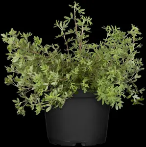 Potentilla frut. creme - 1.5 Ltr pot - image 5