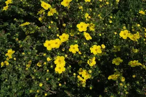 Potentilla frut. 'Jackman' - 1.5 Ltr pot
