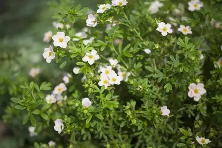 Potentilla frut. pink - 1.5 Ltr pot - image 3