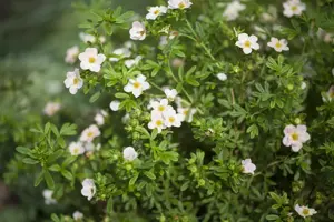 Potentilla frut. pink - 1.5 Ltr pot - image 3