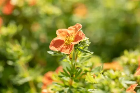 Potentilla frut. red - 1.5 Ltr pot - image 4