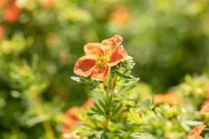 Potentilla frut. red - 1.5 Ltr pot - image 4
