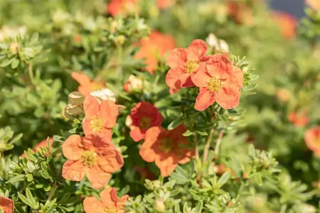 Potentilla frut. red - 1.5 Ltr pot - image 5