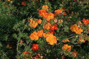 Potentilla frut. red - 1.5 Ltr pot - image 2
