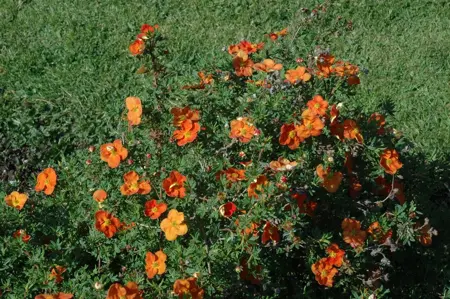Potentilla frut. red - 1.5 Ltr pot - image 3