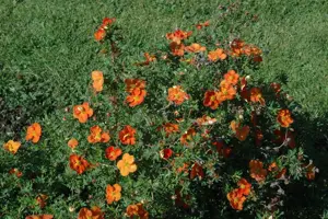 Potentilla frut. red - 1.5 Ltr pot - image 3