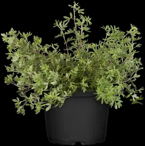 Potentilla fruticosa - 40-50 CM C3 - image 5