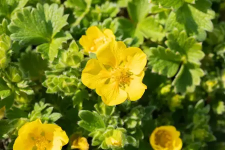Potentilla megalantha - P9 - image 3