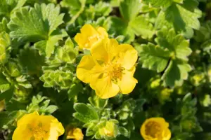 Potentilla megalantha - P9 - image 3