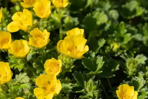 Potentilla megalantha - P9 - image 4