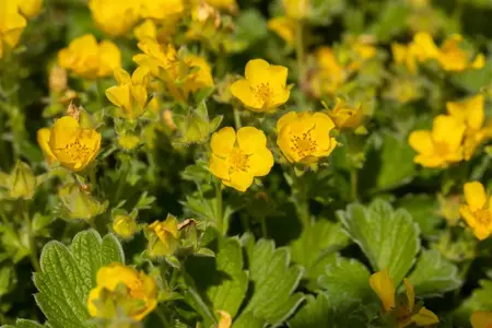 Potentilla megalantha - P9 - image 5