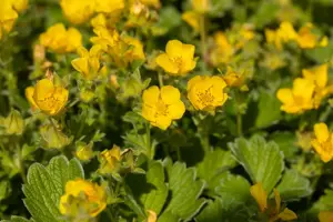 Potentilla megalantha - P9 - image 5