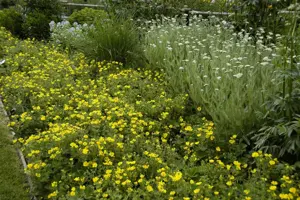 Potentilla megalantha - P9 - image 2