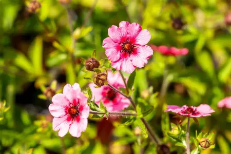 Potentilla nep. 'Miss Willmott' - P9 - image 2