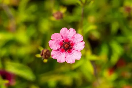 Potentilla nep. 'Miss Willmott' - P9 - image 3