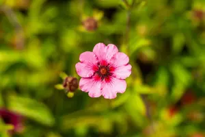 Potentilla nep. 'Miss Willmott' - P9 - image 3