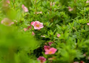 Potentilla nep. 'Miss Willmott'