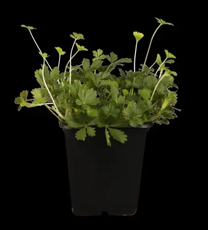 Potentilla neumanniana - P9 - image 2