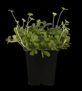 Potentilla neumanniana - P9 - image 2