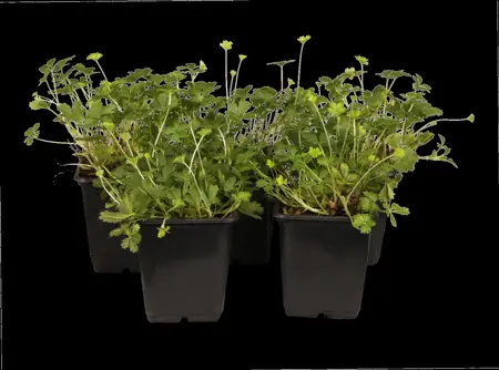 Potentilla neumanniana - P9 - image 1