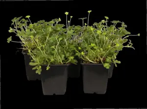Potentilla neumanniana