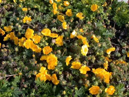 Potentilla neumanniana - P9 - image 3
