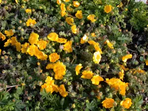 Potentilla neumanniana - P9 - image 3