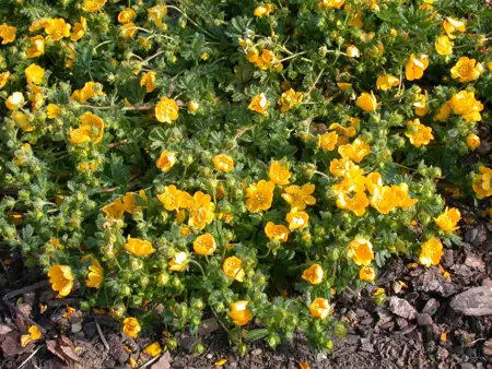Potentilla neumanniana - P9 - image 4