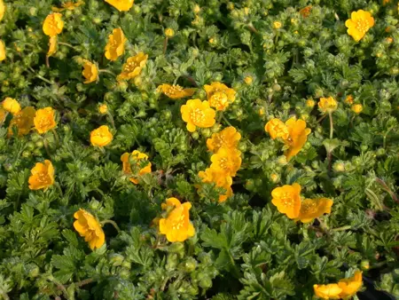 Potentilla neumanniana - P9 - image 5